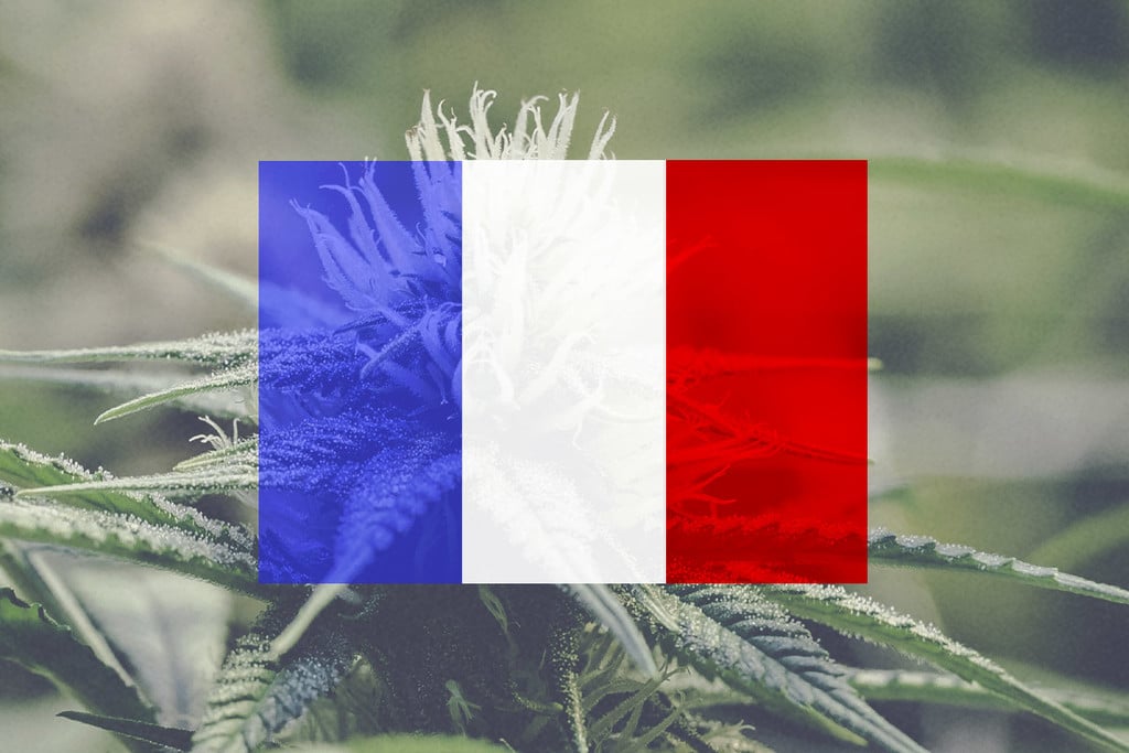 Cannabis in Frankreich anbauen: ein Monat-für-Monat-Leitfaden