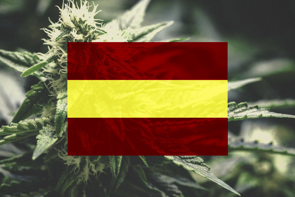 Cannabis in Spanien anbauen| Ein Monat-Für-Monat-Leitfaden