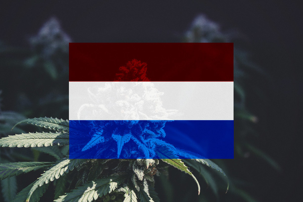 Cannabis in den Niederlanden anbauen: Monat-für-Monat-Leitfaden
