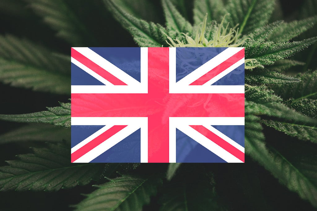 Cannabis im Vereinigten Königreich anbauen: ein Monat-für-Monat-Leitfaden 
