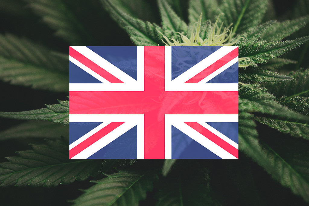 Cannabis im Vereinigten Königreich anbauen: ein Monat-für-Monat-Leitfaden