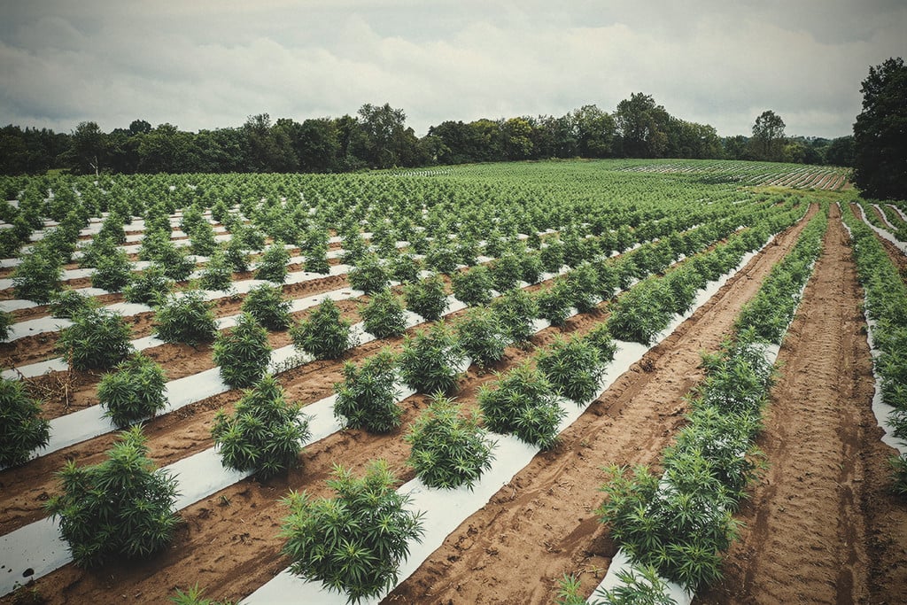 Kann Cannabis eine Regenerative Landwirtschaft unterstützen?