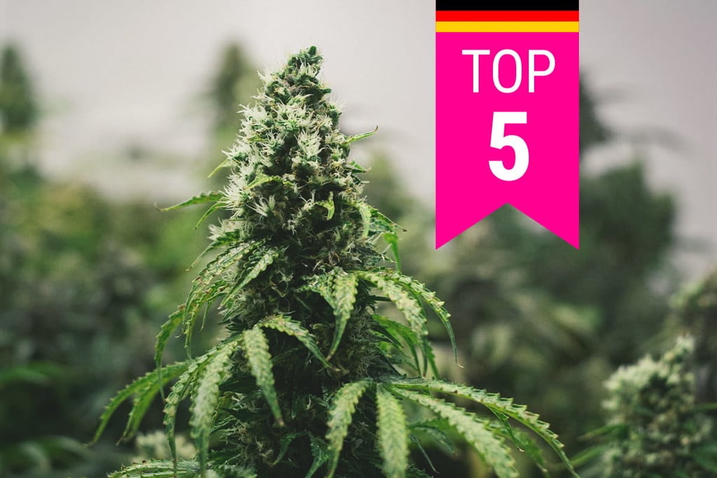 Die Top 5 der beliebtesten Cannabissorten in Deutschland