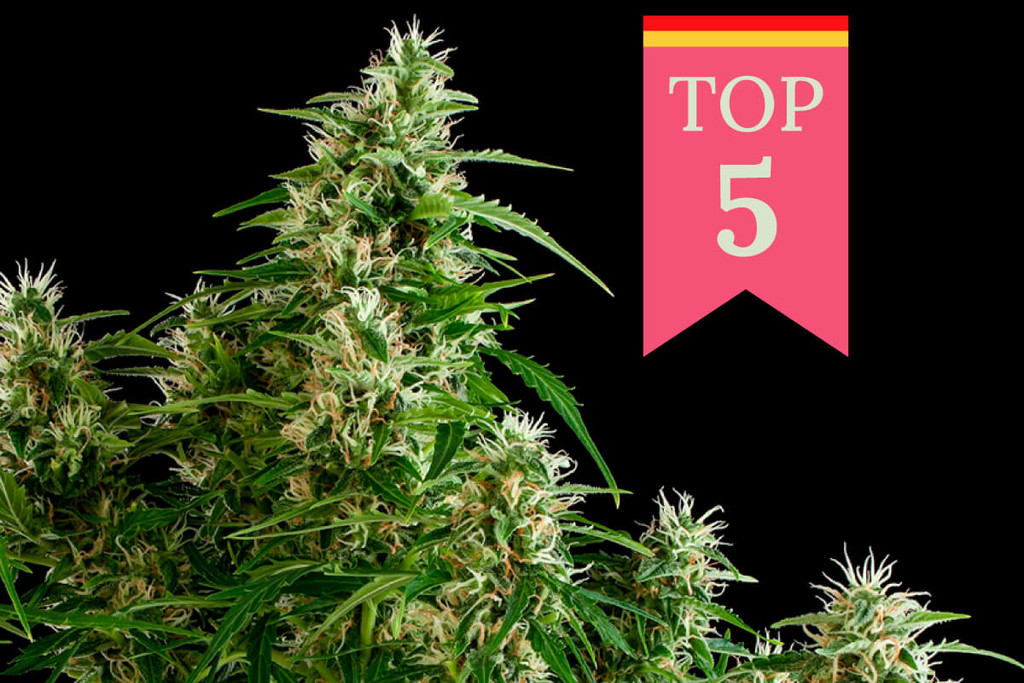 Die Top 5 der beliebtesten Cannabissorten in Deutschland