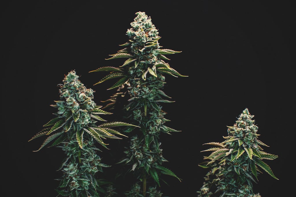 Was bedeutet Sinsemilla und warum ist es wichtig? RQS Blog