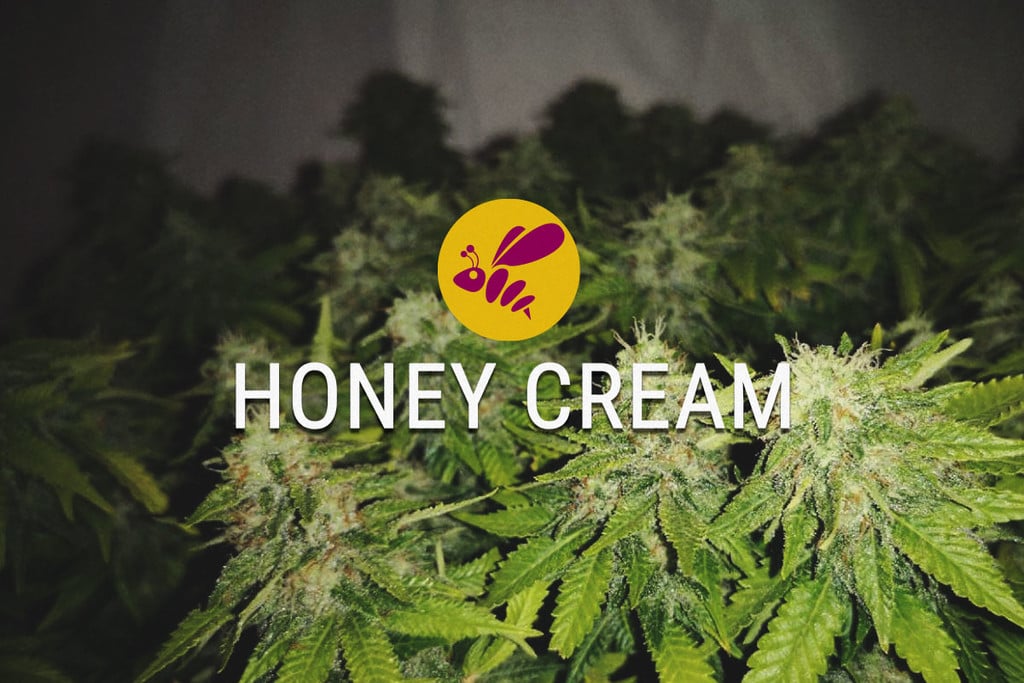 Honey Cream: in jeder Hinsicht süß