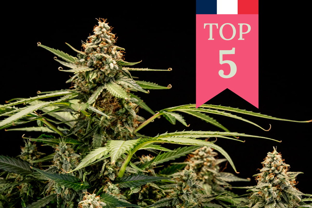 Die Top 5 beliebtesten Cannabissorten in Frankreich