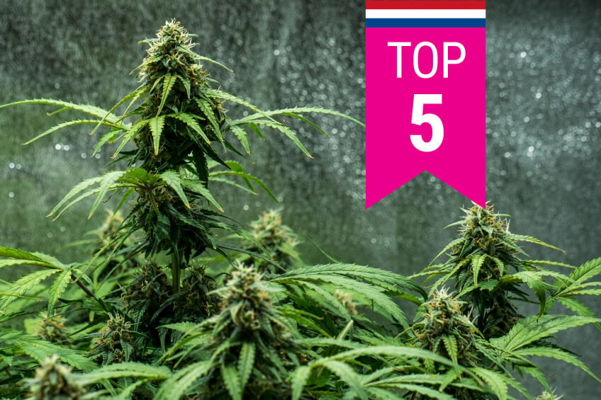 Die Top 5 der beliebtesten Cannabissorten in den Niederlanden