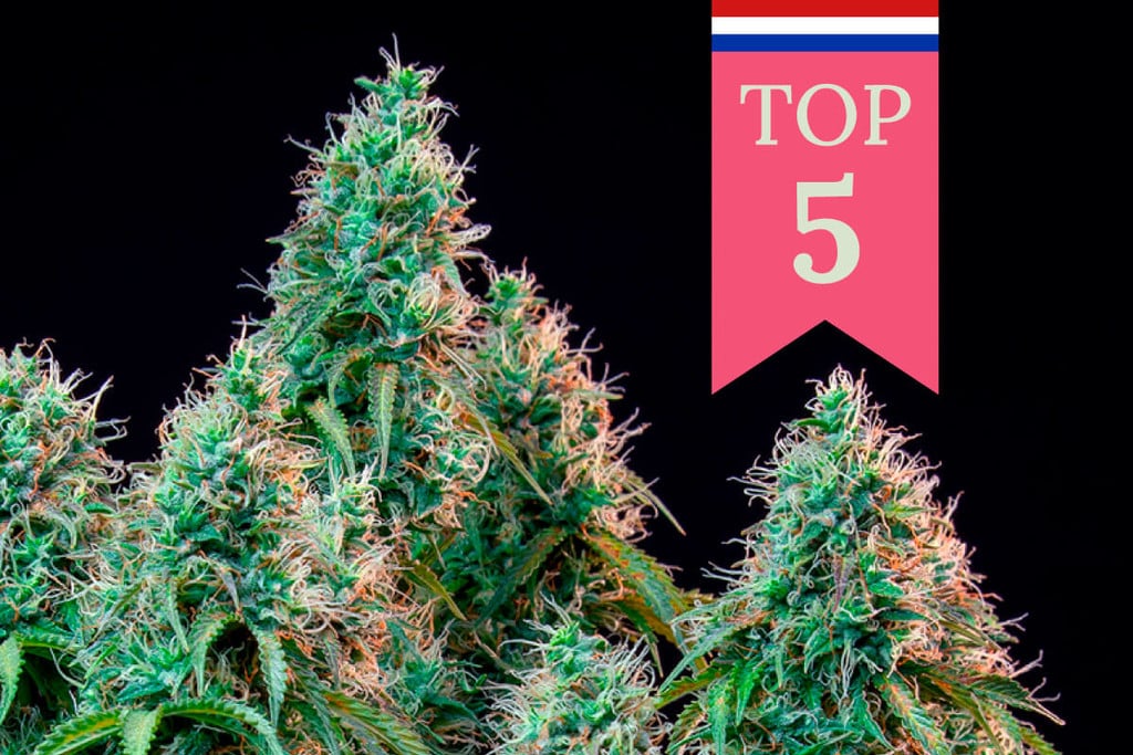 Die Top 5 der beliebtesten Sorten in den Niederlanden