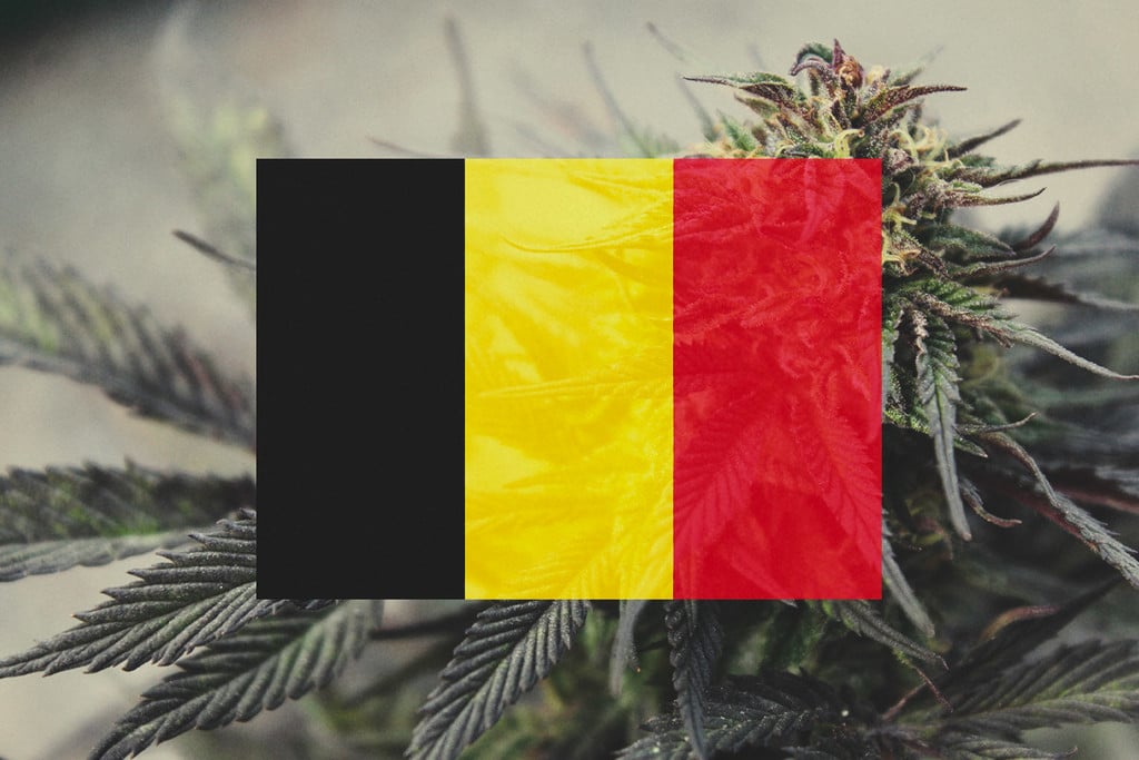 In Belgien im Freien Cannabis anbauen: Monat-für-Monat-Anleitung 