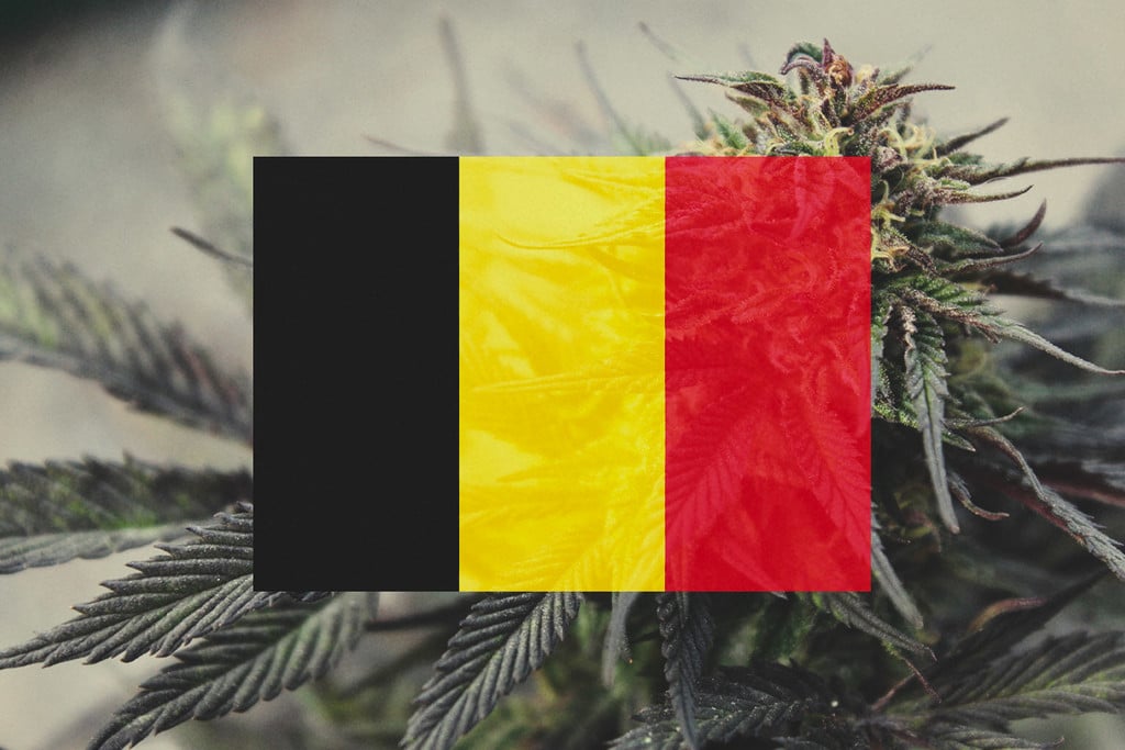 In Belgien im Freien Cannabis anbauen: Monat-für-Monat-Anleitung
