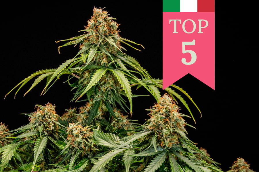 Die Top 5 beliebtesten Weed-Sorten in Italien