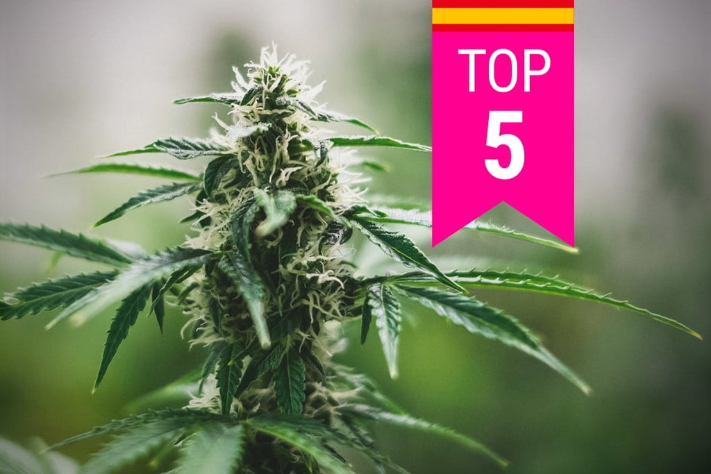 Die Top 5 der beliebtesten Cannabissorten in Spanien