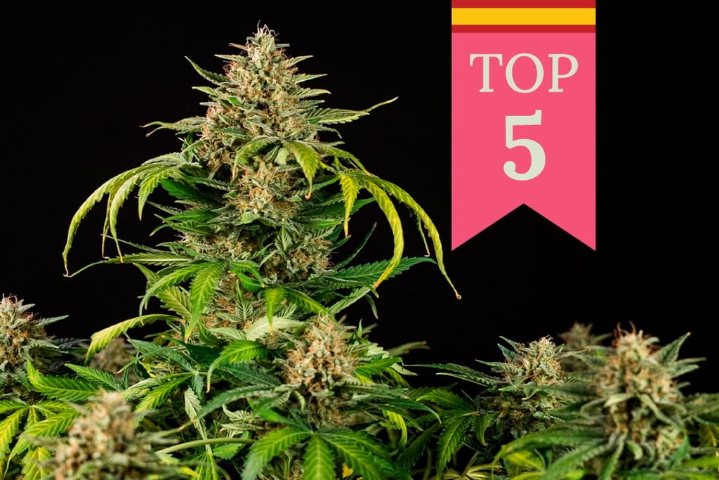 Die Top 5 der beliebtesten Cannabissorten in Spanien