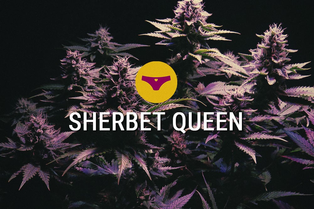 Sherbet Queen: köstliche Indica mit unglaublicher Potenz