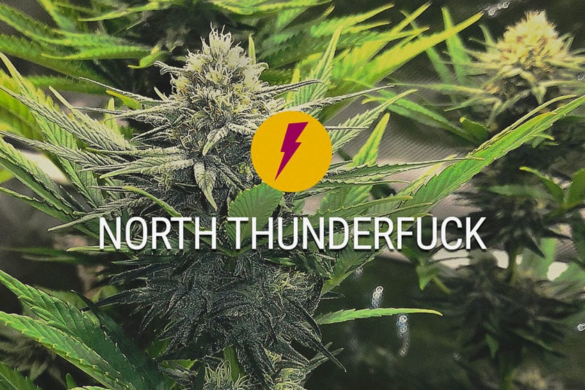 North Thunderfuck: Neue und verbesserte Version von MTF