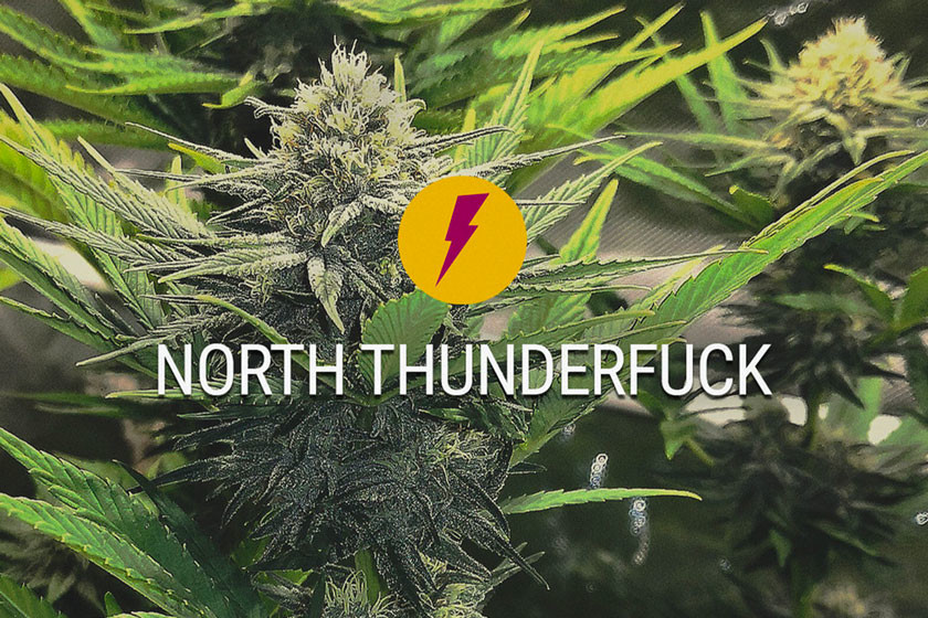Cannabissorte North Thunderfuck: Neue und verbesserte Version von MTF