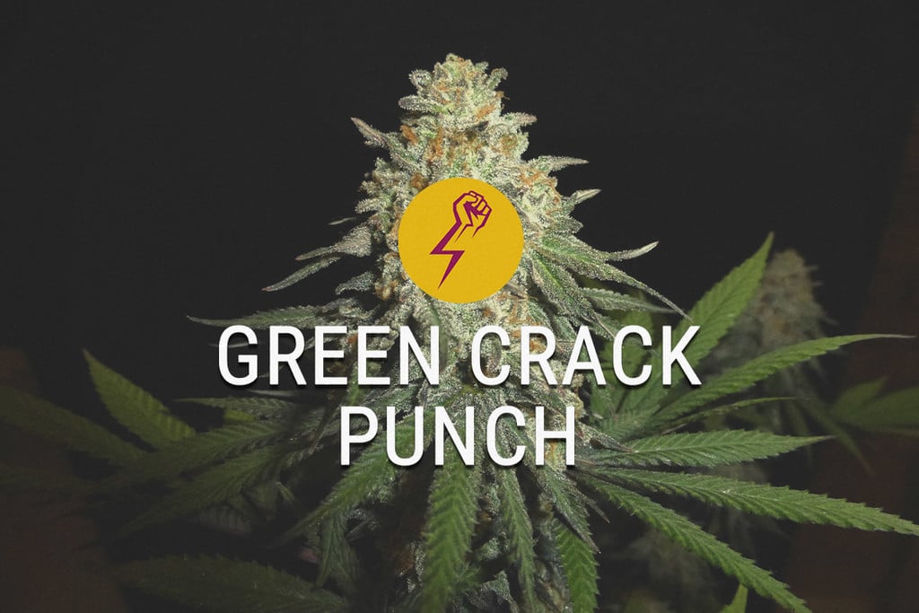 Cannabissorte Green Crack Punch: eine neue Variante klassischer US-Genetik