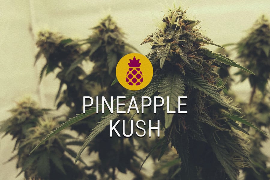 Pineapple Kush Feminisierte Cannabissamen