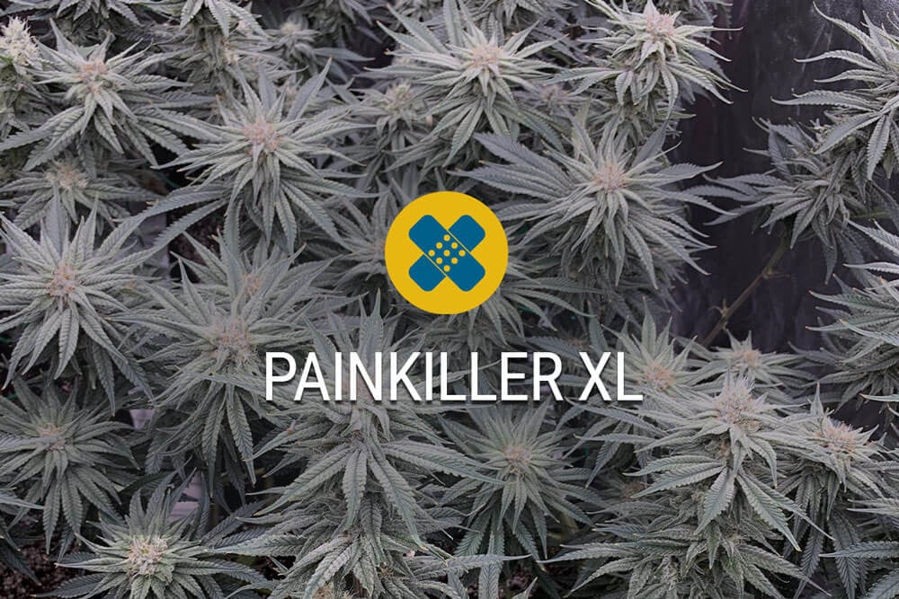 RQS Rezension der Sorte Painkiller XL ansehen