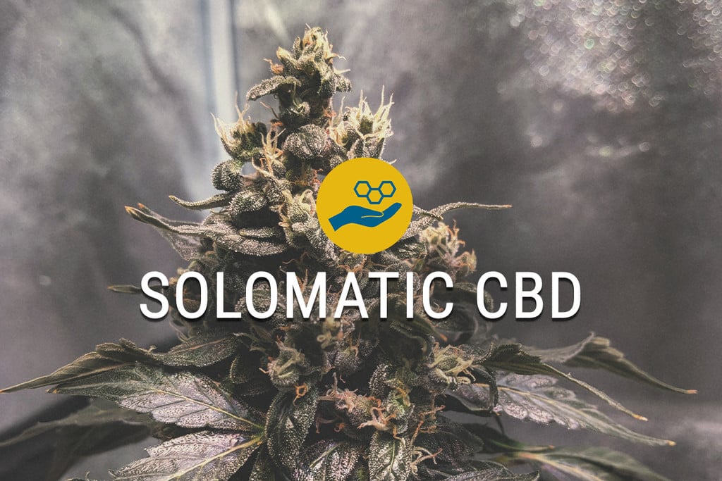 Solomatic CBD medizinische Cannabissamen