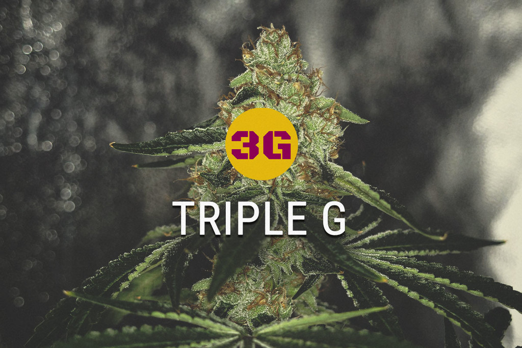 Triple G: Gorilla Glue trifft auf Gelato 33