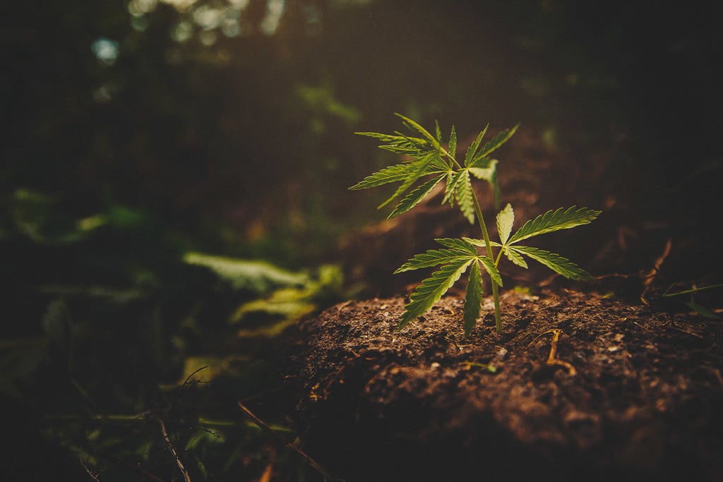 Die besten Cannabissorten aller Zeiten