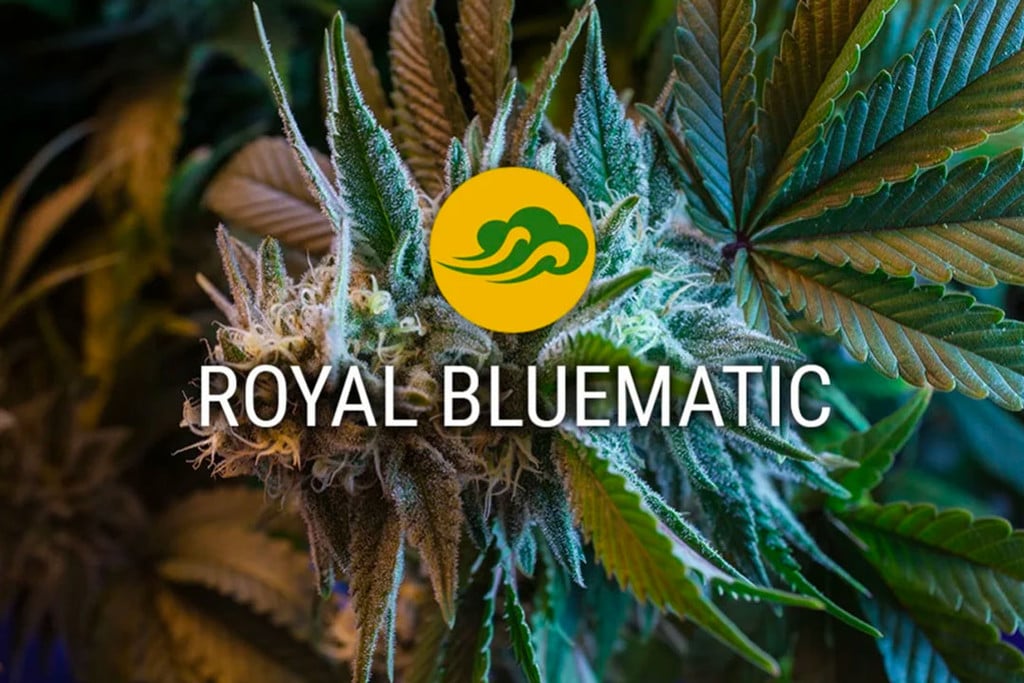 Royal Bluematic Autoflowering Cannabissamen