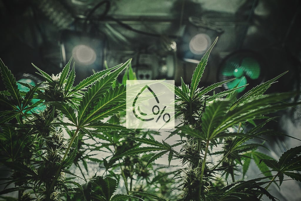 Warum ein Luftentfeuchter hilft, großartiges Cannabis anzubauen