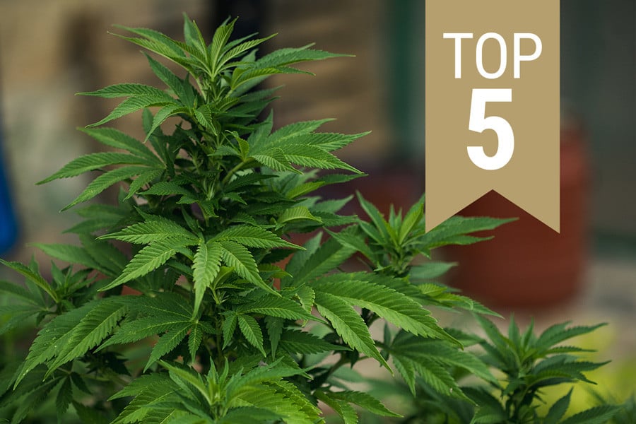 Top 5 reguläre Cannabissamen
