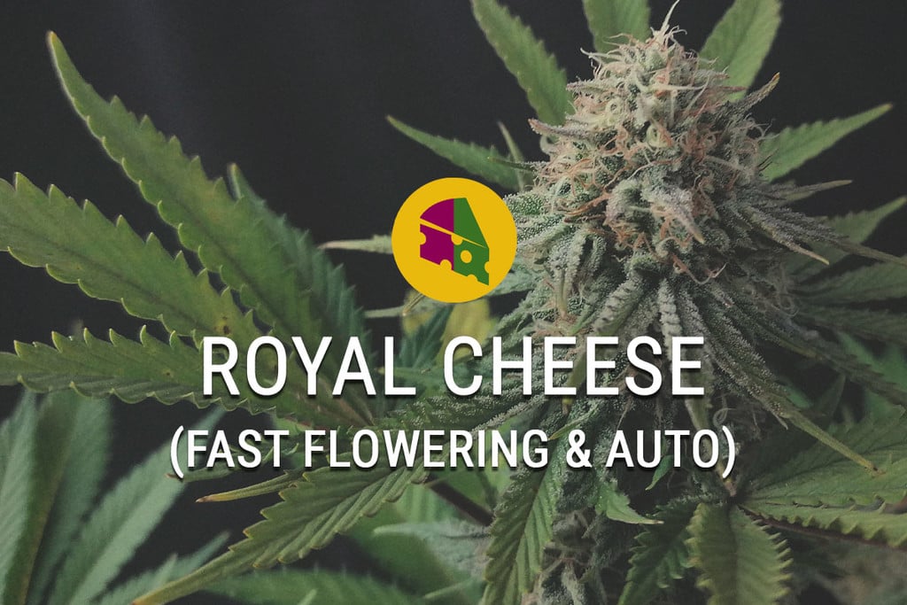 Royal Cheese Fast Flowering: Cheese-Blüten im Handumdrehen