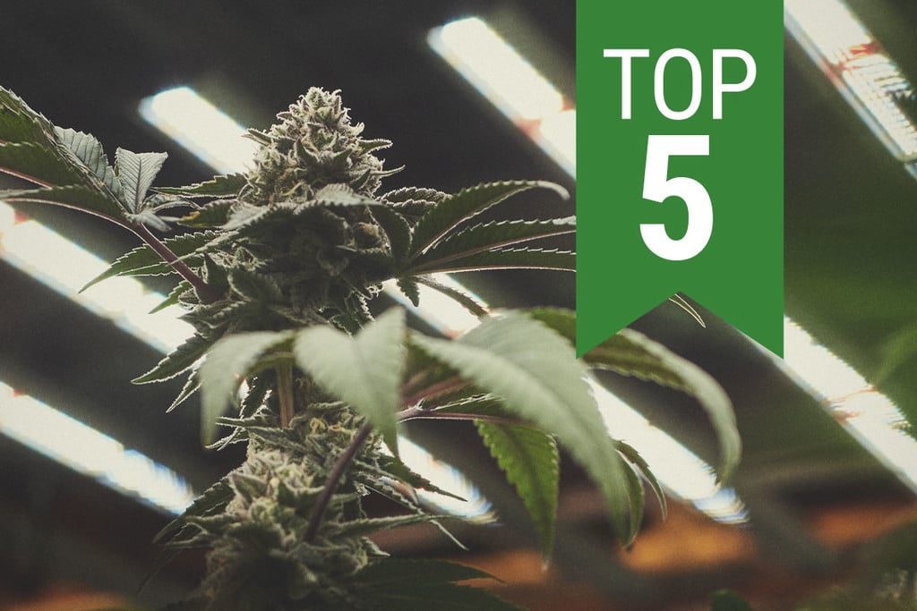 Die Top 5 der autoflowering Cannabissamen für den Indoor-Anbau