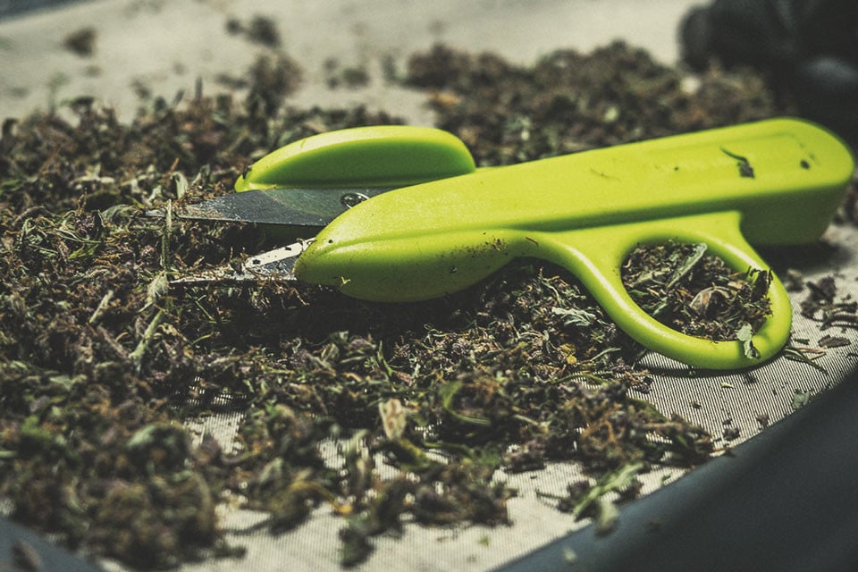 Wie reinigt man Gartenscheren für Cannabis am besten?