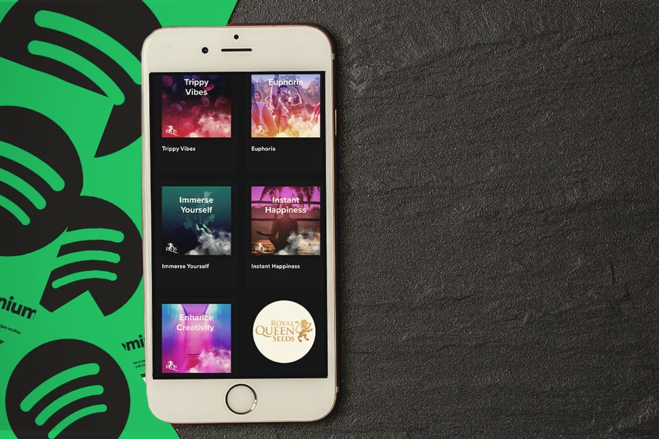 Die besten Spotify-Weed-Playlists + die jeweils besten Sorten