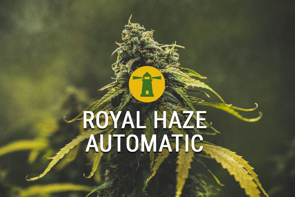 Royal Haze Automatic liefert einen schnellen Ertrag, Buzz Fit für Könige