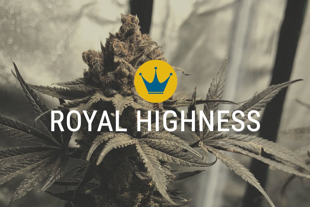 Royal Highness: CBD und THC in Harmonie