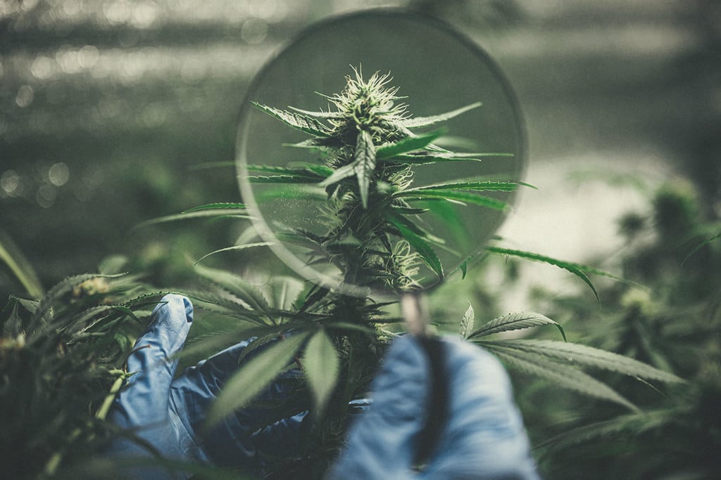 Cannabisanbau: Der Bruch mit dem Stigma rund um das Kraut