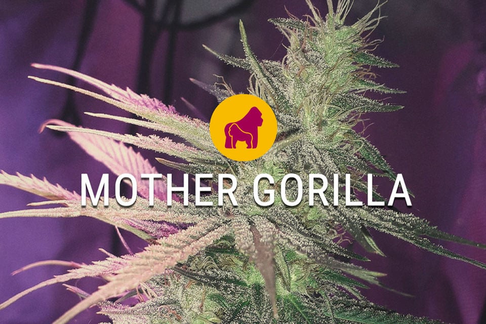 Mother Gorilla Feminisierte Marihuanasamen