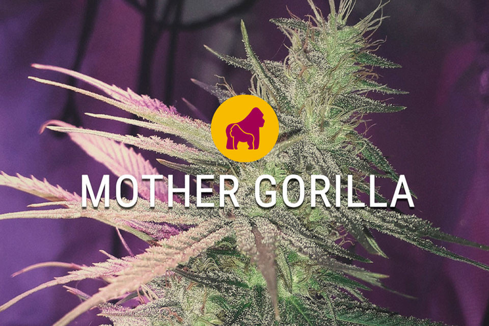 Mother Gorilla Feminisierte Marihuanasamen