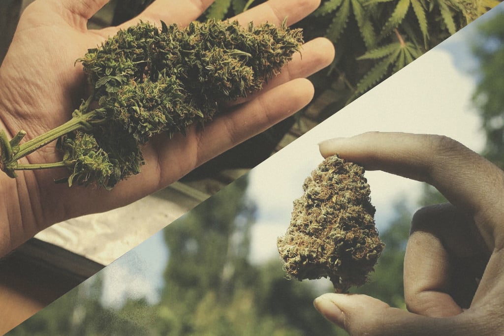 Indoor- vs. Outdoor-Weed: Was ist besser?