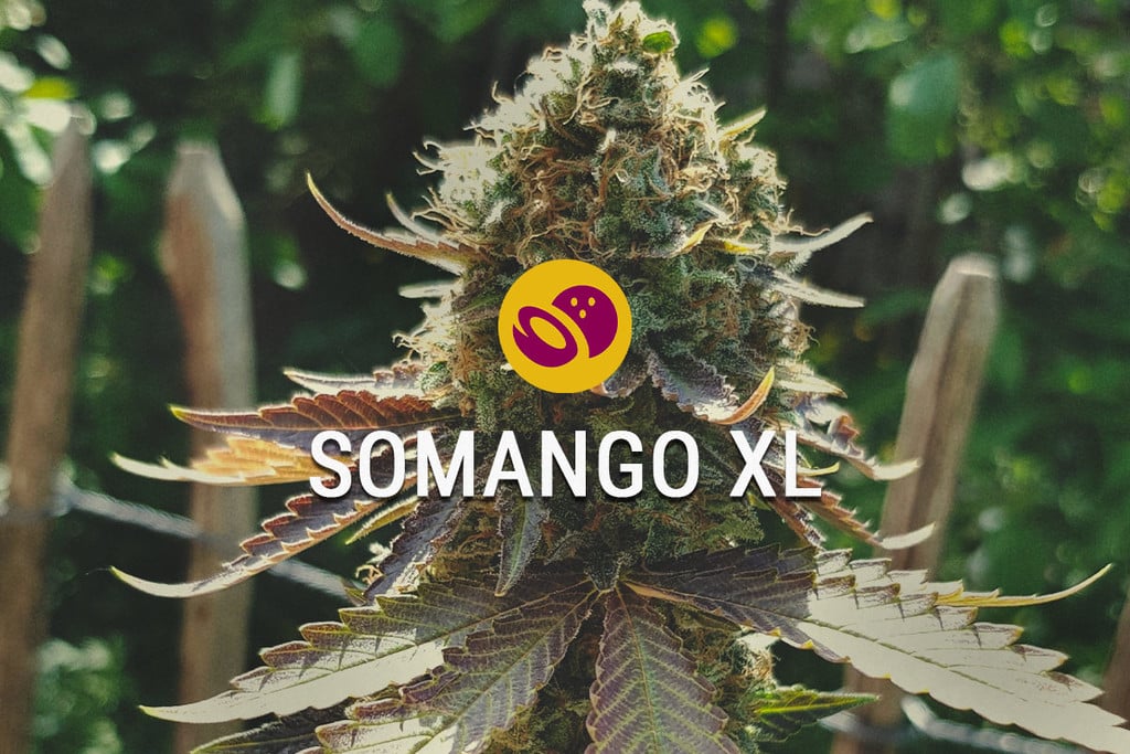 Somango XL: Süß, tropisch und einfach anzubauen