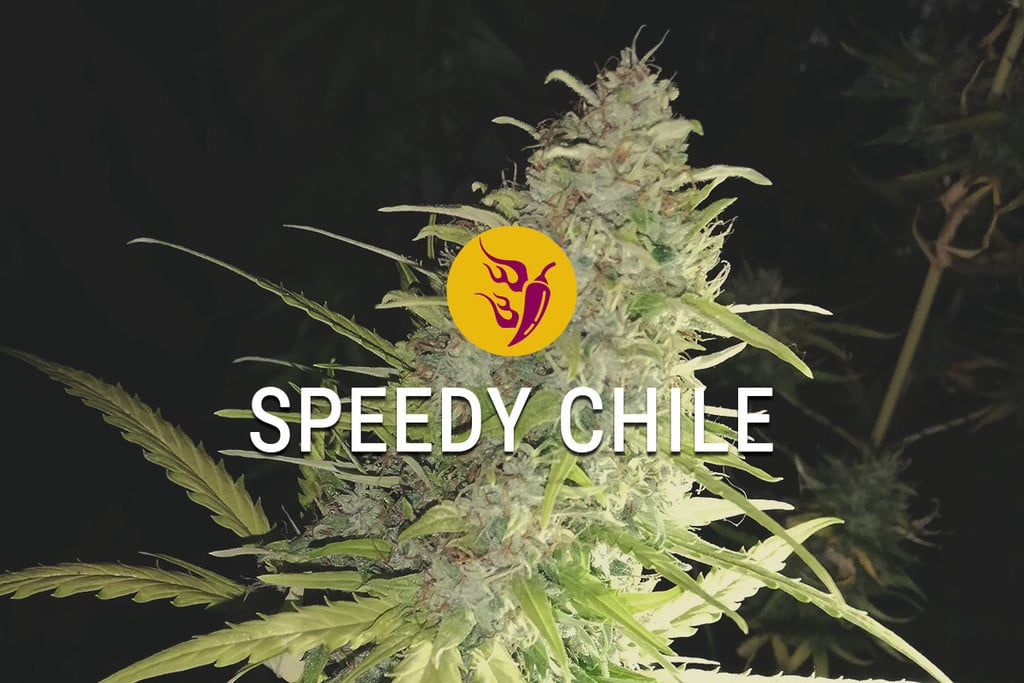 Speedy Chile: Geschwindigkeit, Gewürze und alles Gute