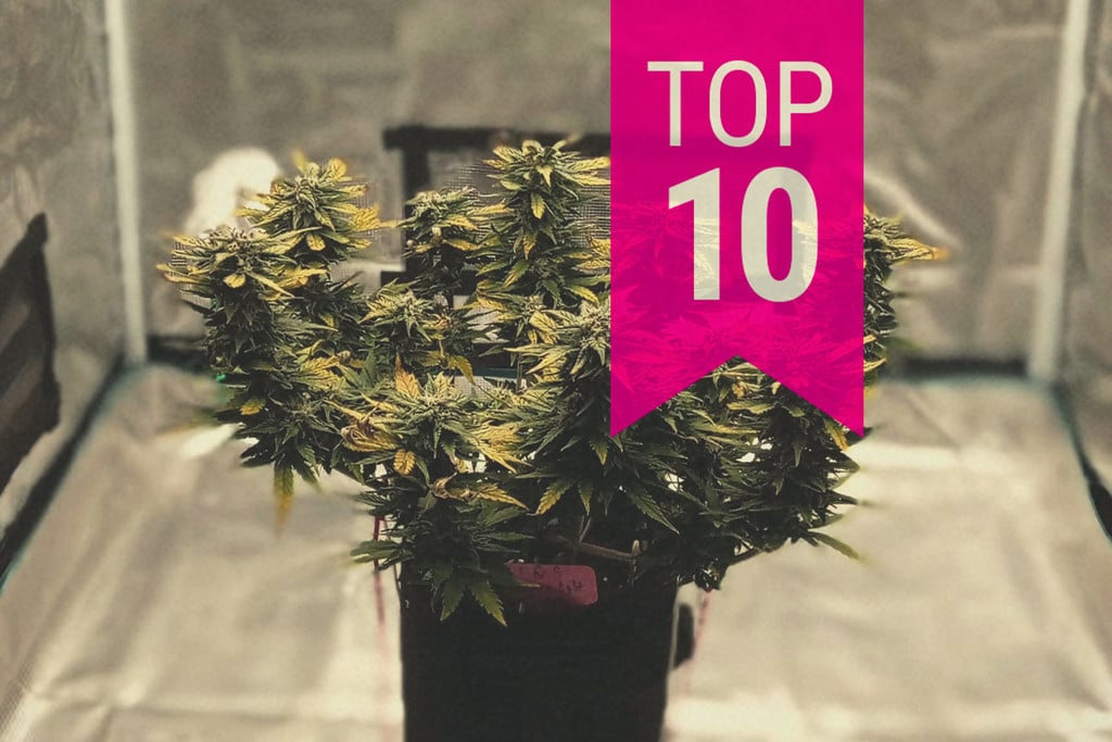 Top 10 der kleinsten Cannabispflanzen