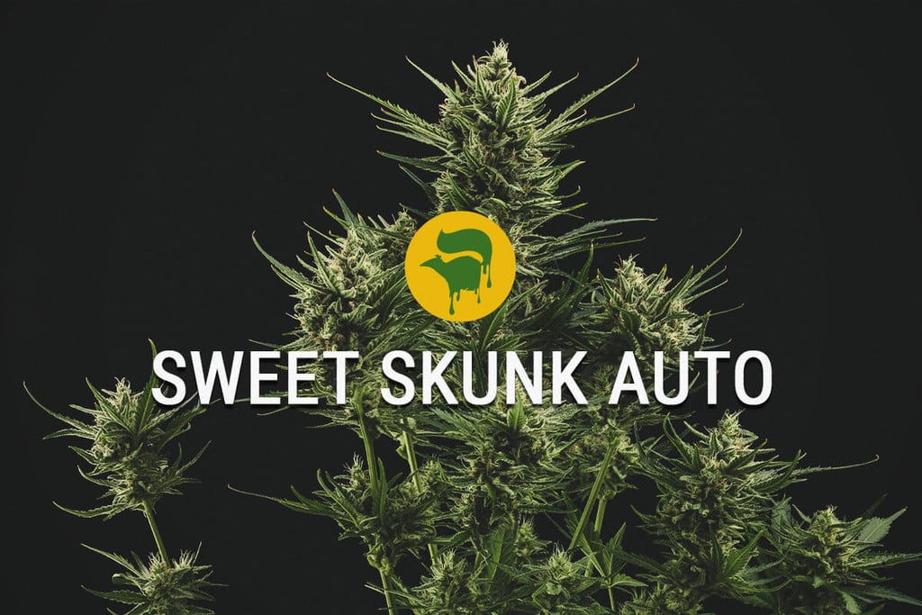 Sweet Skunk Automatic: süß und super speziell