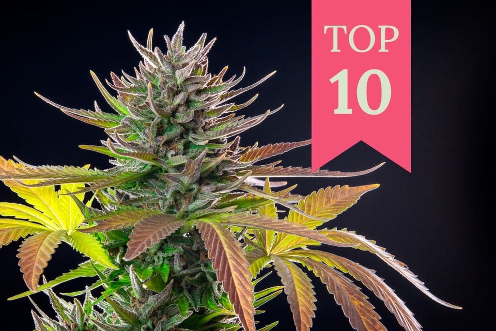 Die 10 besten exotischen Cannabissorten