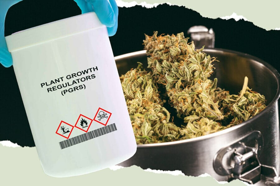 Was sind PGR und wie wirken sie sich auf dein Weed aus?