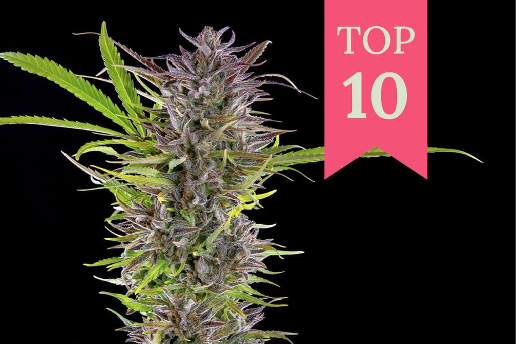 Top 10 ertragreiche Outdoor-Cannabissorten