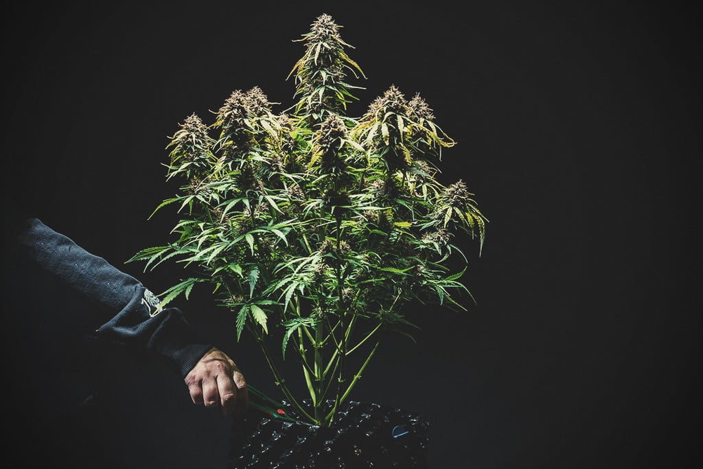 Wann autoflowering Cannabis geerntet werden sollte