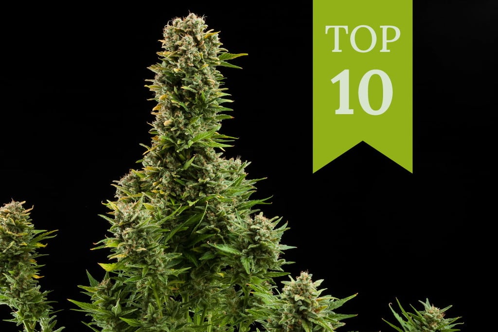 Die Top 10 ertragreichsten Outdoor-Autoflowers