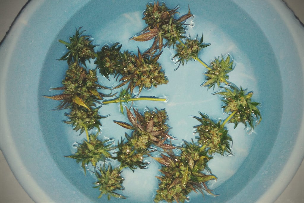 Cannabis-Blütenwäsche: Wie man Gras säubert